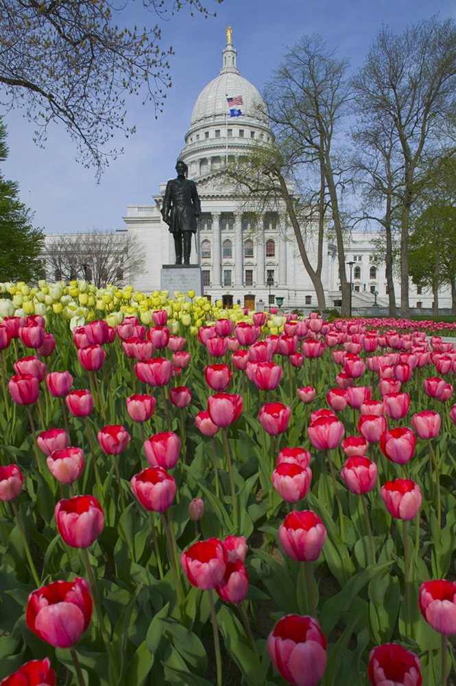Capitol with Tulips 9425.jpg