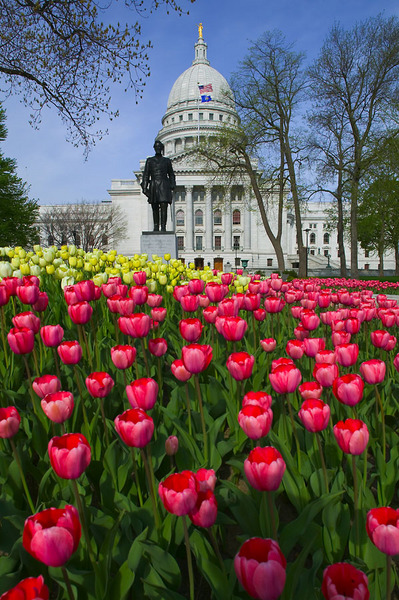 Capitol with Tulips 3563 9425 WEB.jpg