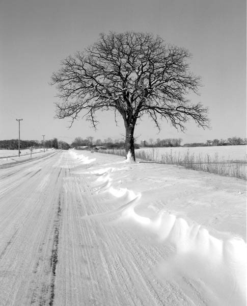 Tree & snow on Bong Road