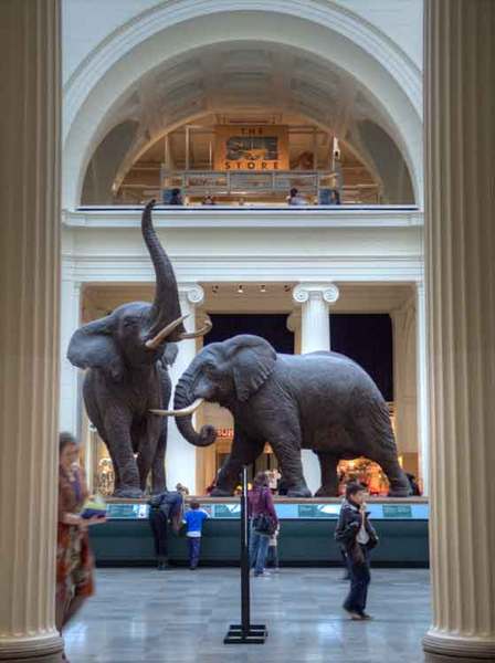 Field Museum Chicago IL