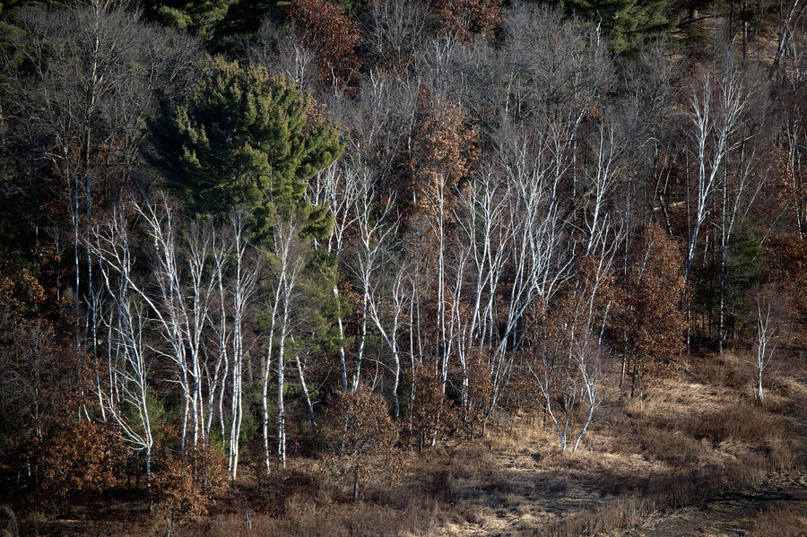 Birch-Trees NE Montello_MG_7346-WEB.jpg