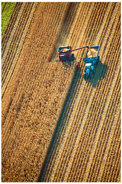 Weidemann 4669 Corn_MG_6757  8by12 PRT_1.jpg