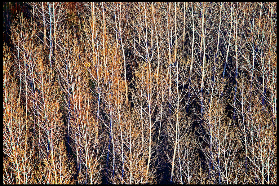 Weidemann 4669 Trees near Garfoot Rd_MG_8162 8by12 PRT_1.jpg