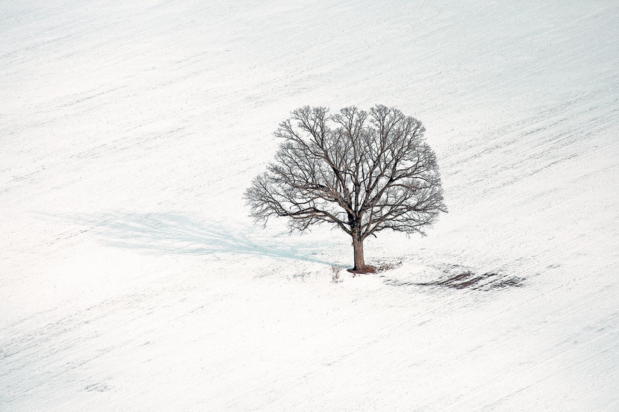 Weidemann-4716-Lone-Tree_MG_0507-MOD-8by12-PRT-WEB.jpg