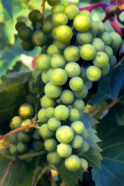 Weid 4388 Grapes Peter CRW_2631Wtrclr II 8by12 PRT.jpg