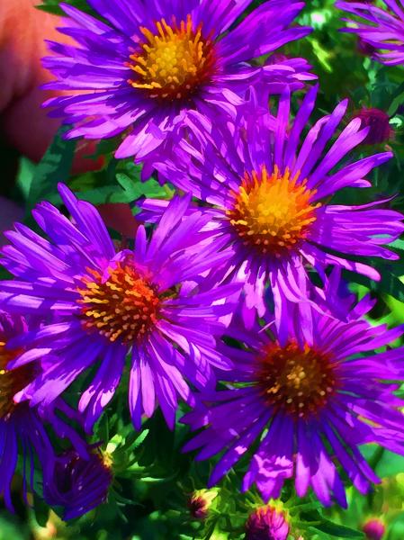 Weidemann-4716-Flowers-Dog-Park-IMG_7320-PTG-IV-WEB.gif