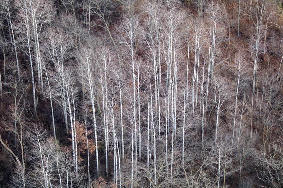 Weidemann-4716-Birch-trees-Vermont_MG_3242-WEB.gif