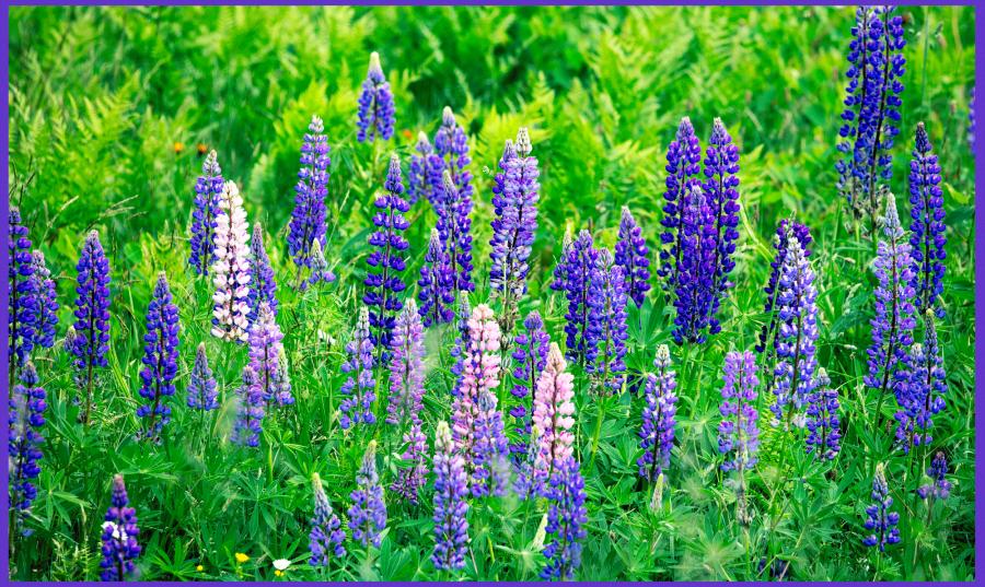 Weidemann-4735-Wild-Flowers-Bayfield_MG_5177-WEB.gif