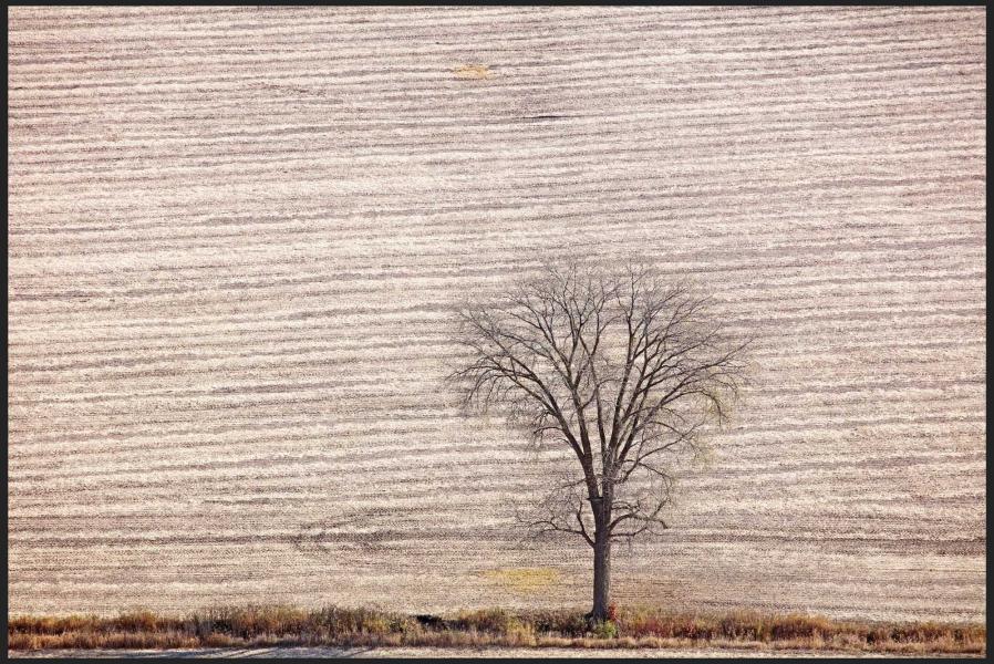Weid 4735 Tree nr Montello_MG_7290.jpg