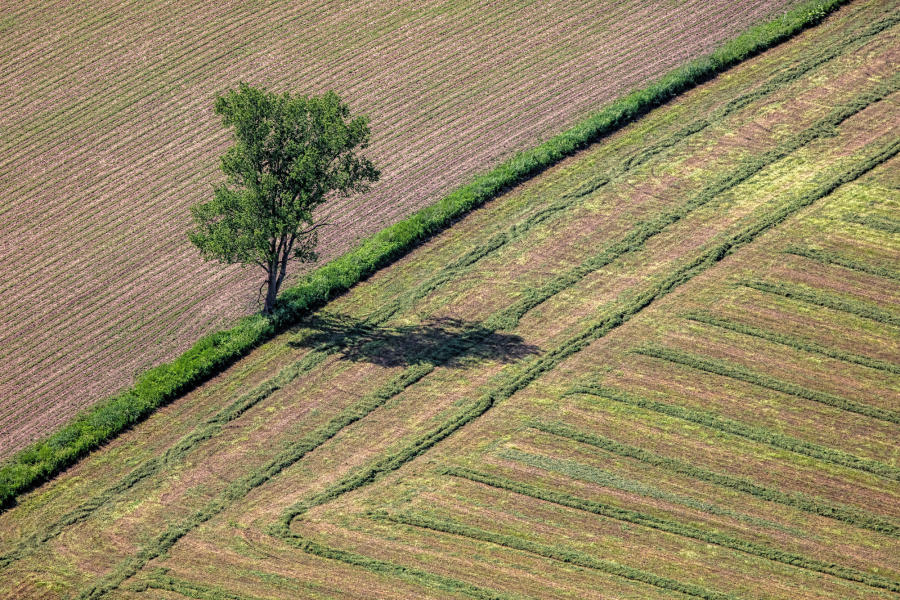 Weidemann 4778 Tree nr Marxville_MG_8020 Blue Sky II.jpg