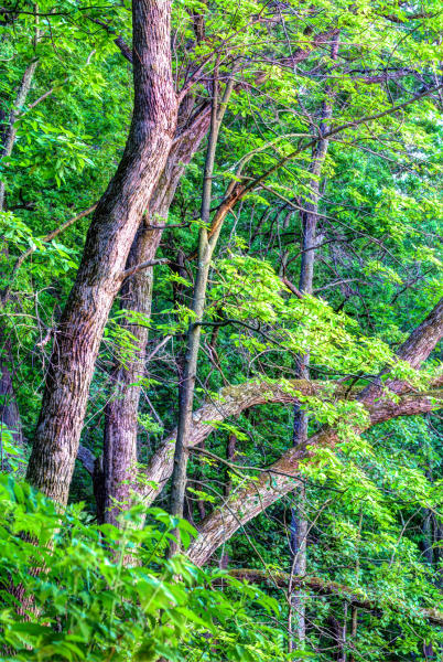 Weidemann 4778 Cherokee Trees_MG_8419_20_21_Fusion-Natural Clr n Cntrst Bst II.jpg