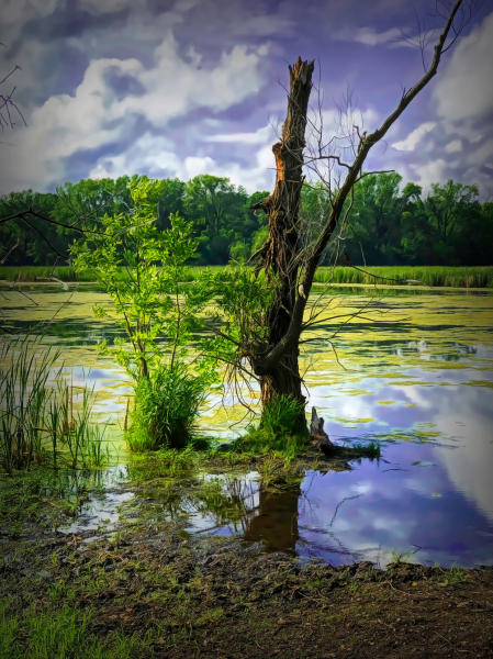 Weidemann 4778 Dog Park Tree n water Abstract colourful_1.jpg
