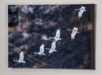 4784 Pine Island Cranes 9625 _MG_8694.jpg