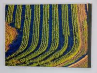 Cornfield Ridgeway 4744 1630 _MG_8619.jpg