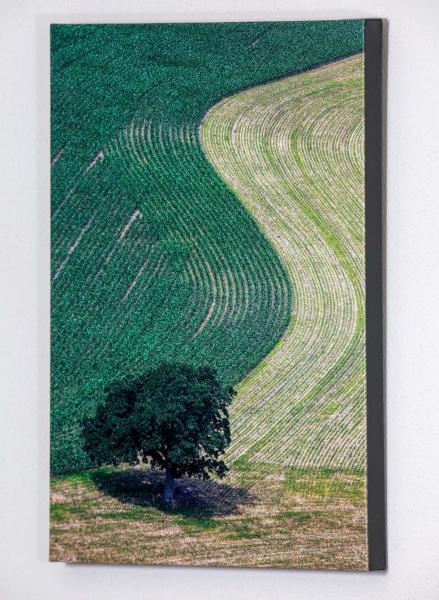 Tree w Corn Mt Horeb 4744 9851 _MG_8633.jpg