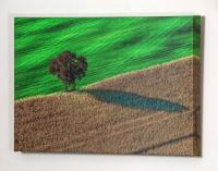 Tree w shadow sod farm_MG_8704.jpg - 