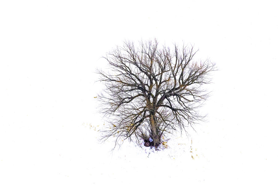 Weidemann 4792 Tree in Field Vermont IMG_3485 A Basic Correction SRGB copy 12x18.jpg