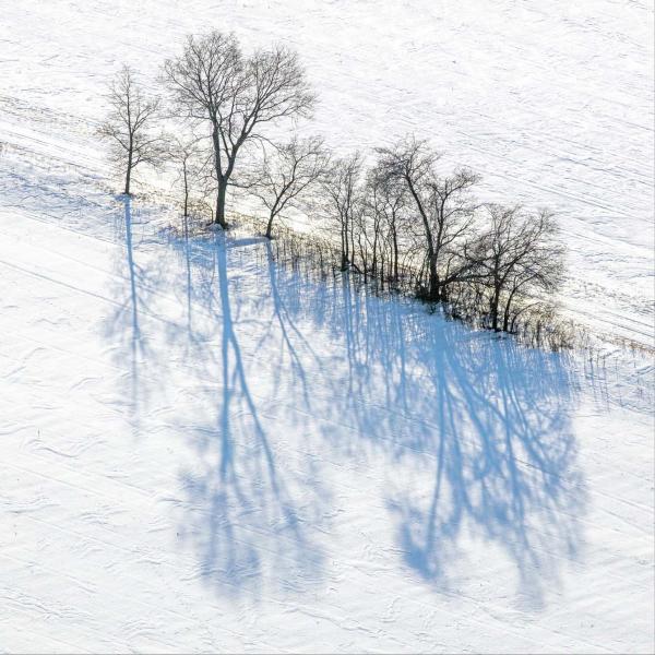 Weidemann 4792 Trees n shadows Arena_MG_0342 16x16 copy.jpg