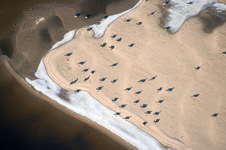Weid 4484 8936 Geese on Sand Bar WEB.jpg