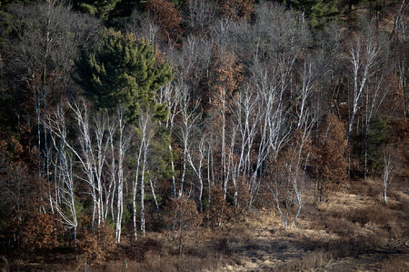 Birch-Trees NE Montello_MG_7346-WEB.jpg