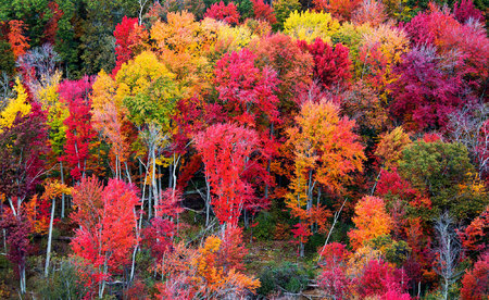 Weidemann-4669-Fall-Trees_MG_6911-WEB.jpg