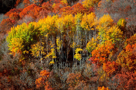 Weidemann-4669-Colored-Trees-_MG_7433-WEB.jpg