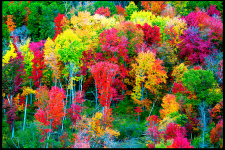 Weidemann 4669 Trees _MG_6911 8by12 PRT_1.jpg