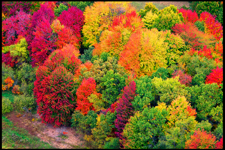 Weidemann 4669 Trees NE Portage_MG_6825 8by12 PRT_1.jpg