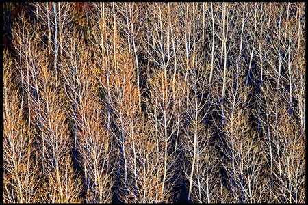 Weidemann 4669 Trees near Garfoot Rd_MG_8162 8by12 PRT_1.jpg