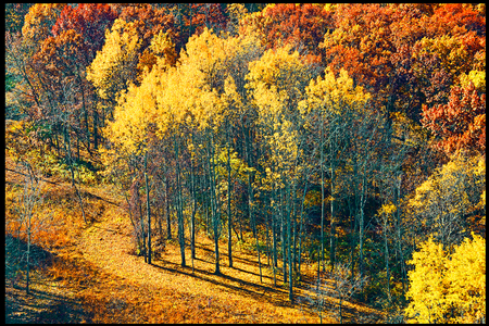 Weidemann 4669 Trees SE Spring Green_MG_7474 8by12_1.jpg