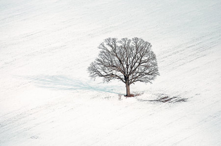 Weidemann-4716-Lone-Tree_MG_0507-MOD-8by12-PRT-WEB.jpg