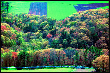 Weidemann-4716-Tree-line_MG_5323-MOD-8by12-PRT-WEB.jpg
