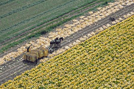 Weidemann-4716-Tobacco_MG_2526-WEB.gif