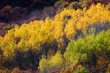 Weidemann-4716-Trees-Central-WI_MG_2591-WEB.gif