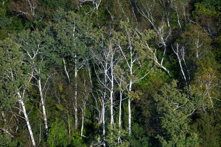 Weidemann-4716-Trees-Sauk-City_MG_2296-WEB.gif