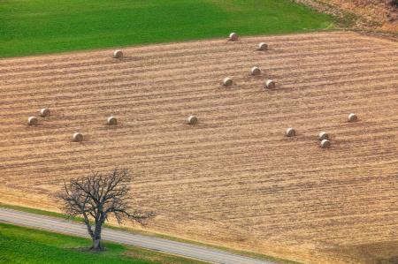 Weidemann-4716-Bales-n-Tree-Pine-Bluff_MG_3305-WEB.gif