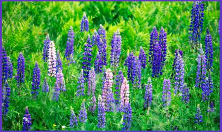 Weidemann-4735-Wild-Flowers-Bayfield_MG_5177-WEB.gif