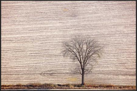 Weid 4735 Tree nr Montello_MG_7290.jpg