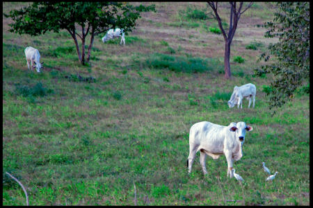 Weidemann 4744 Cattle frm Road CR_MG_8838 SRII.jpg