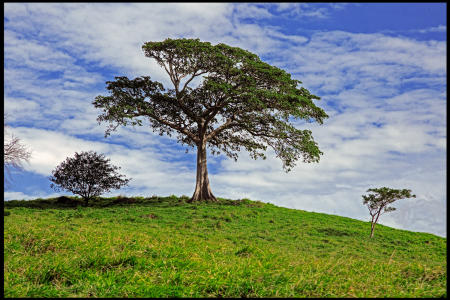 Weidemann 4744 Trees on way Volcano_MG_9024 MOD EdgDtlBst.jpg