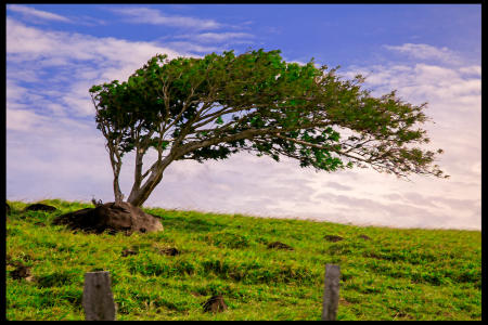 Weidemann 4744 Windswept tree_MG_9026 MOD SR1.jpg