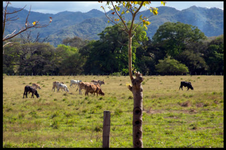 Weidemann 4744 Cattle w Hills CR_MG_9991 Spt RmvlIII.jpg
