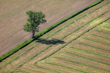 Weidemann 4778 Tree nr Marxville_MG_8020 Blue Sky II.jpg