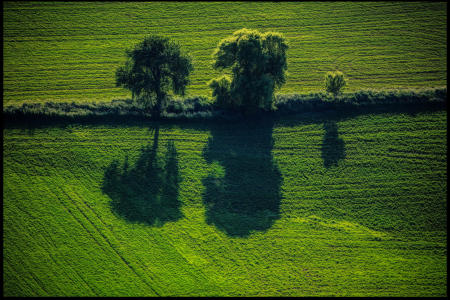 WEidemann 4778 Trees Springfield _MG_8545 4X4 Red Rock Artsy_1.jpg