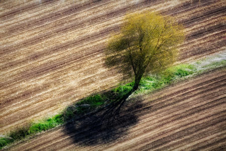 Weidemann 4778 Tree nr Marxville_MG_5694 City Flare.jpg