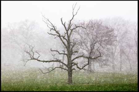 Weidemann 4778 Tree in snow squall Albany _MG_3579.jpg