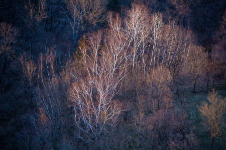 Weidemann 4778 Trees Vermont WI_MG_3350.jpg