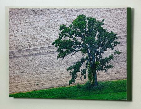 Tree nr Plainfield 4744 2159_MG_8735.jpg