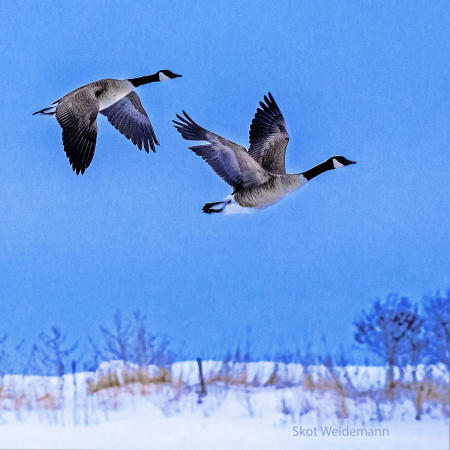 Weidemann 4792 Geese Westport IMG_3055 008 FG Basic A 16x16 copy.jpg