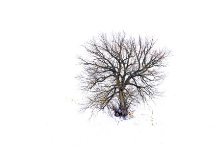 Weidemann 4792 Tree in Field Vermont IMG_3485 A Basic Correction SRGB copy 12x18.jpg